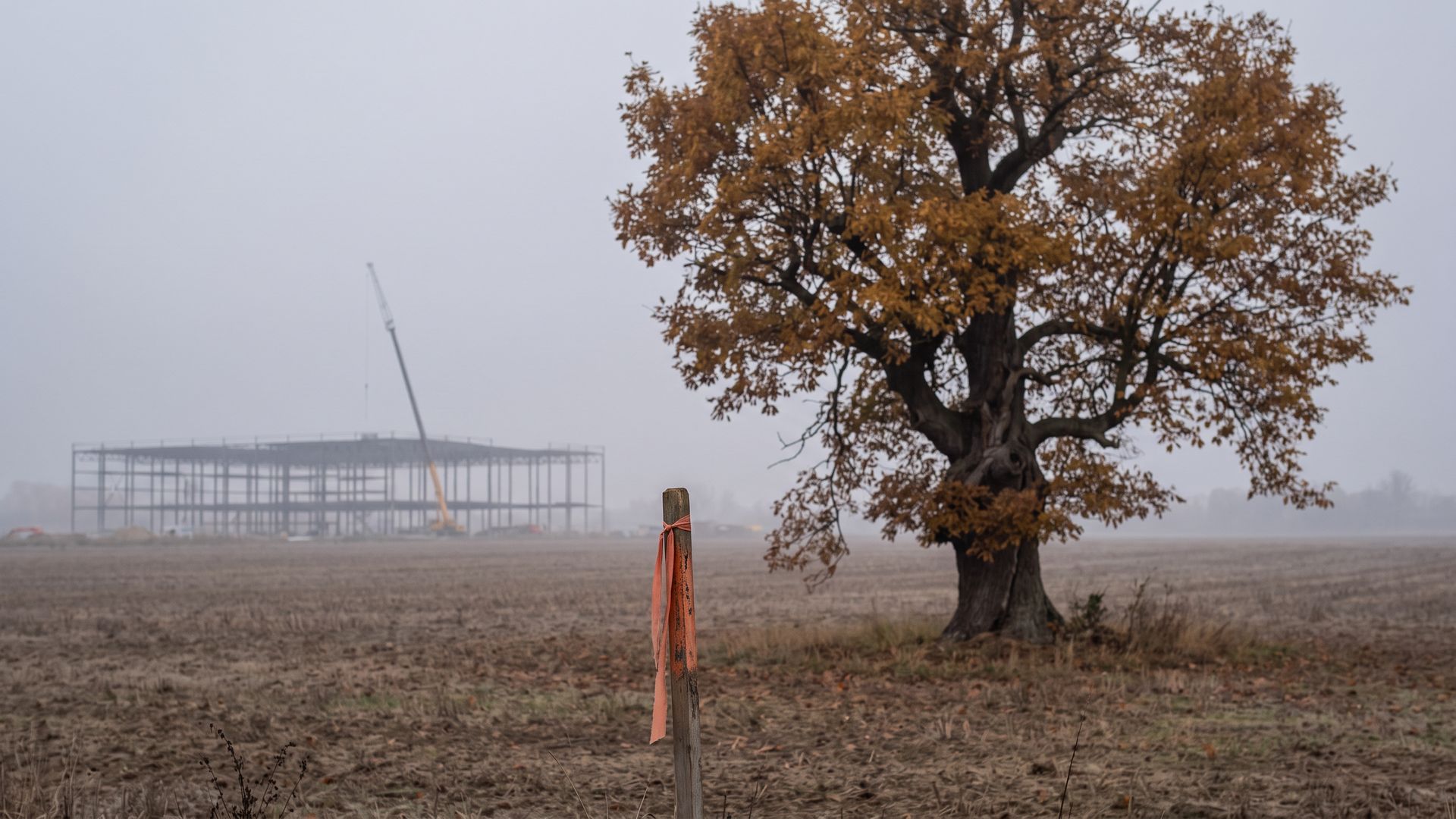 Un grande albero solitario in un campo nella nebbia dell'alba, con un picchetto dal nastro arancione e la sagoma di un cantiere sullo sfondo